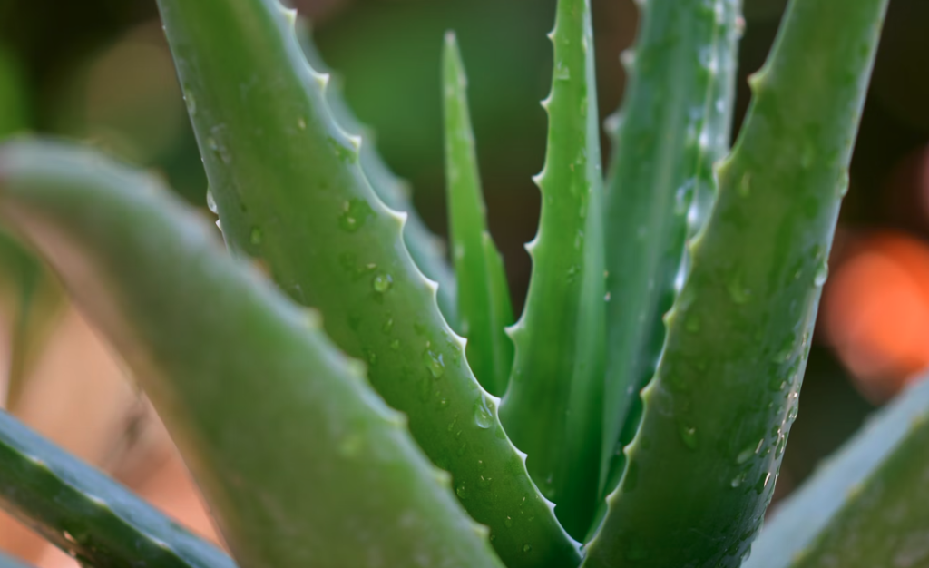 homemade face packs for oily skin - aloe vera